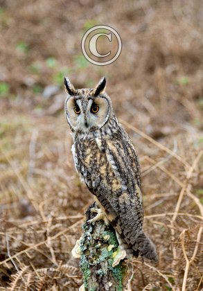 Long-eared Owl 4